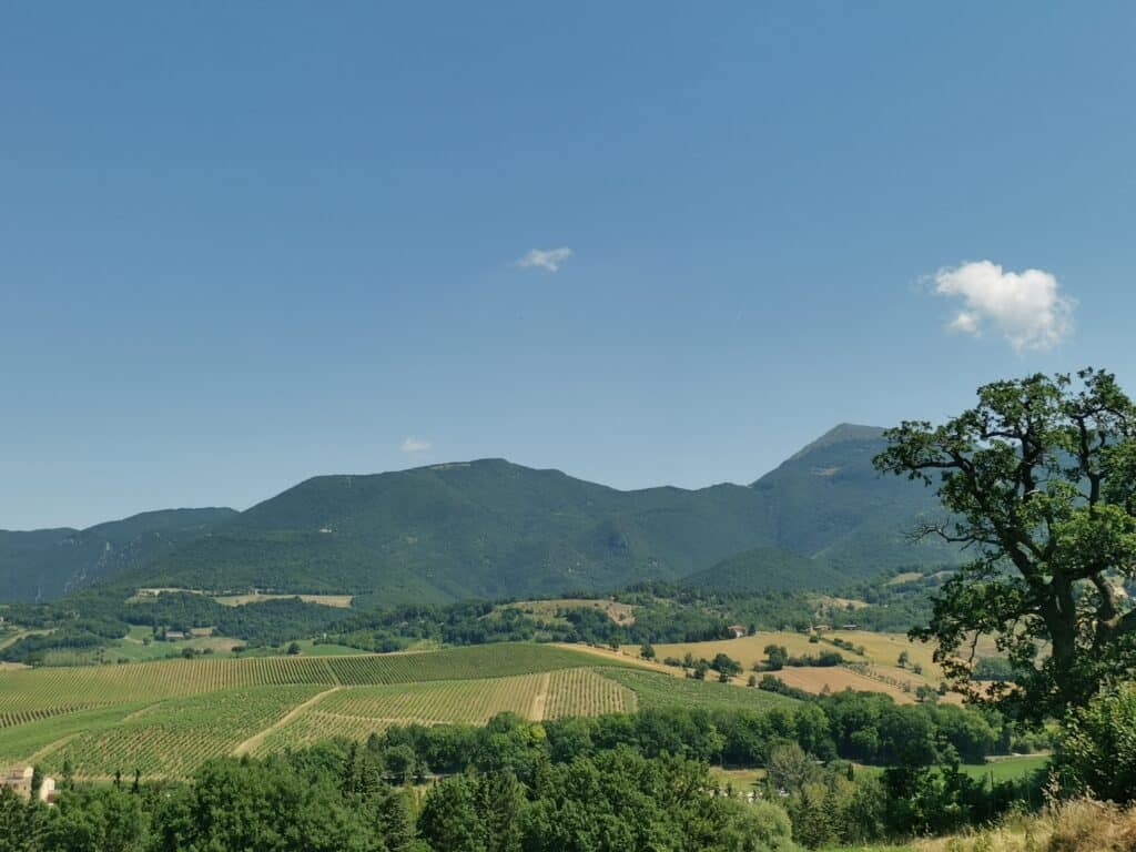 Verdicchio Wine Matelica