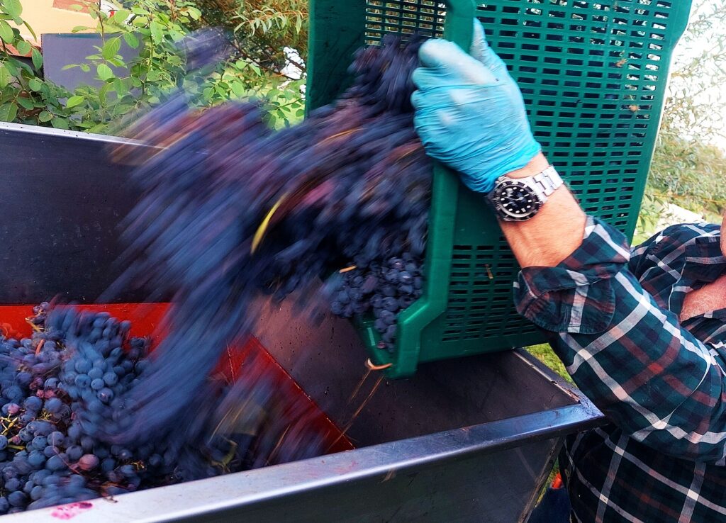 Grape harvest (vendemmia) in Italy