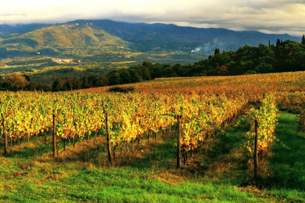 Autumn vineyard near Rignano sull'Arno, Tuscany