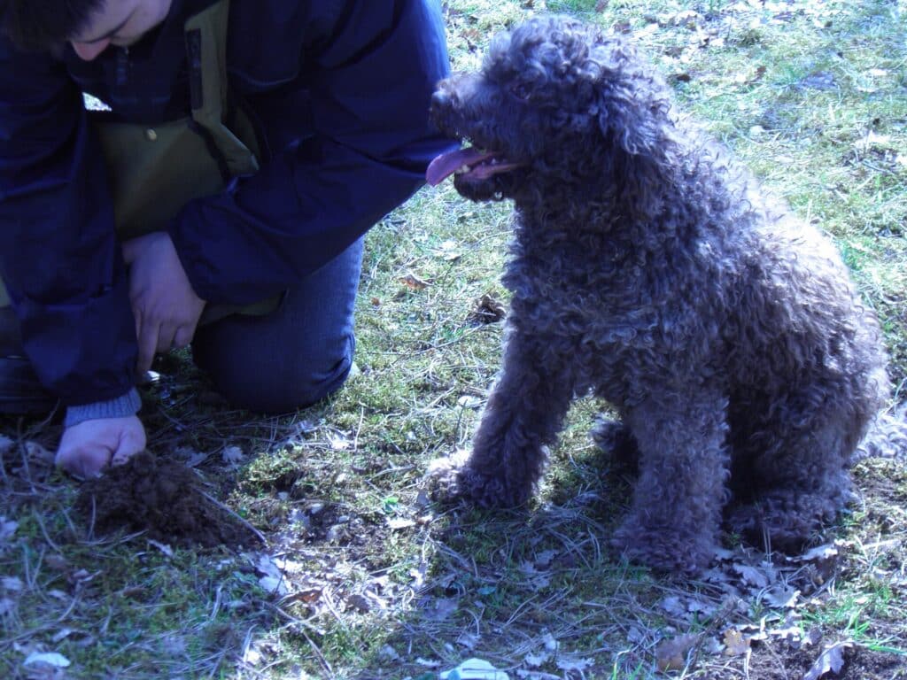 Lagotto Romagnolo dog searching for truffles
Truffle Hunting in Italy