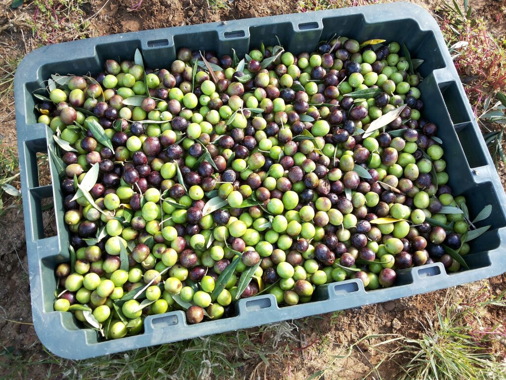 Olive harvest in Sicily