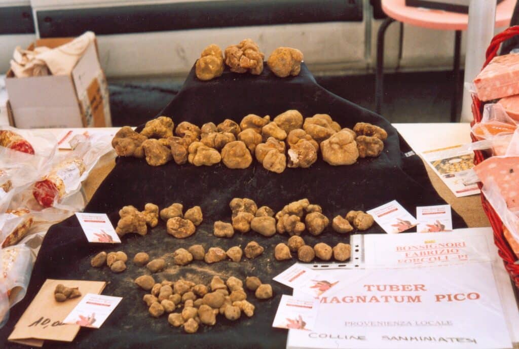 Italian white truffles (Tuber magnatum Pico)
Truffle Hunting in Italy