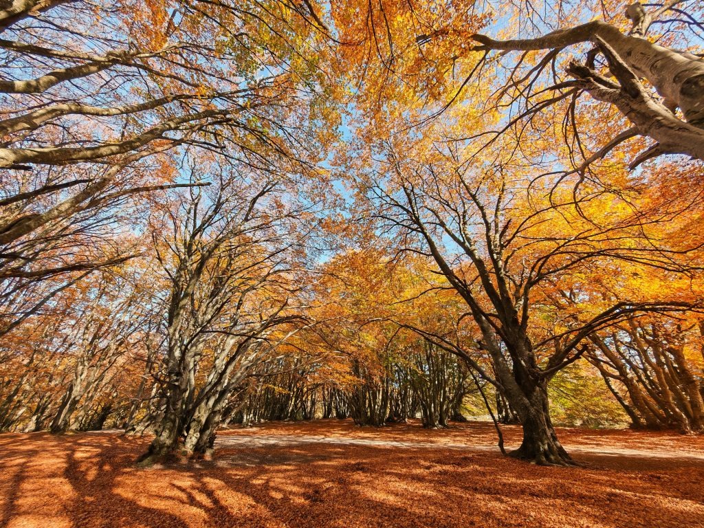 Foliage Marche Region