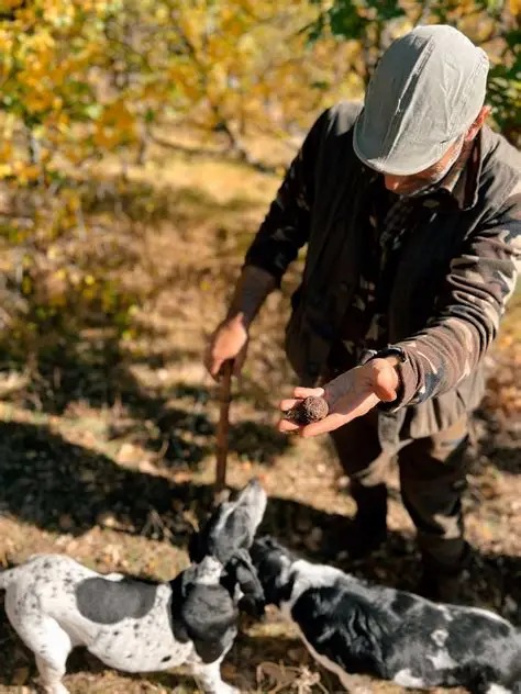 truffle hunting Marche Italy